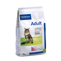 Adult Neutered cat - Gatto